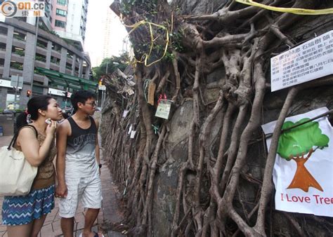 斬樹|斬樹申請必看! 【香港樹木管理相關之法例】及常見問題總整理